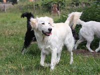 Puppys van Bliss040622-0051